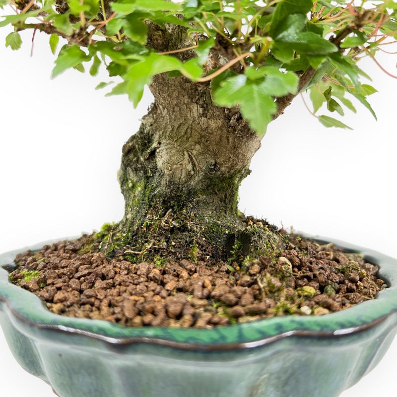 Acer Buergerianum - Acero - 18 cm