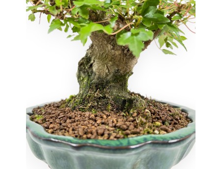 Acer Buergerianum - 18 cm