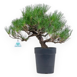 Pinus Thunbergii - Pino Nero - 46 cm