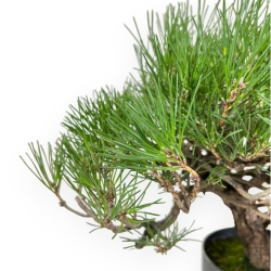 Pinus Thunbergii - Pino Nero - 46 cm
