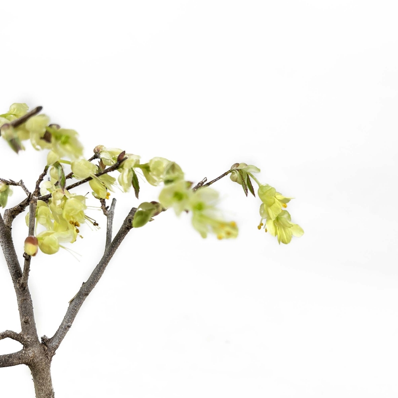 Corylopsis - 21 cm