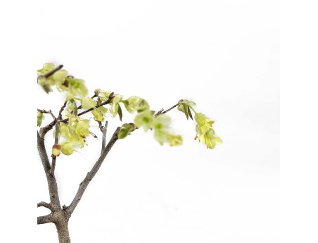 Corylopsis - 21 cm