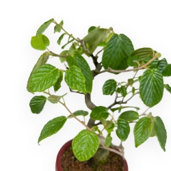 Corylopsis - 21 cm