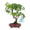 Corylopsis - 21 cm