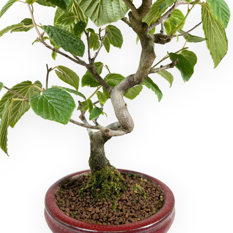 Corylopsis - 21 cm
