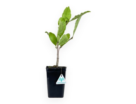 Magnolia Stellata - Magnolia - 37 cm