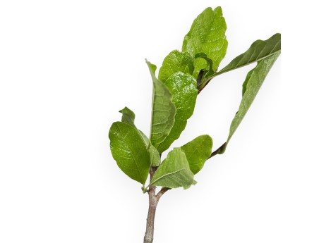 Magnolia Stellata - Magnolia - 37 cm