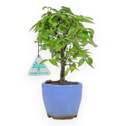 Zelkova Serrata - Olmo - 23 cm