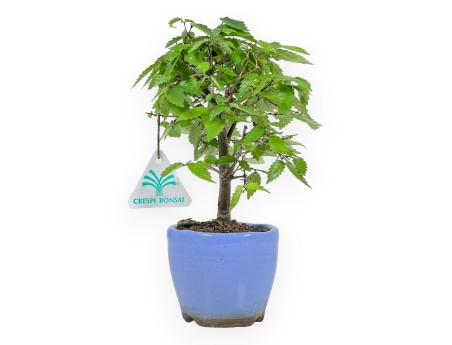 Zelkova Serrata - Olmo - 23 cm