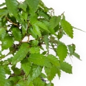 Zelkova Serrata - Olmo - 23 cm