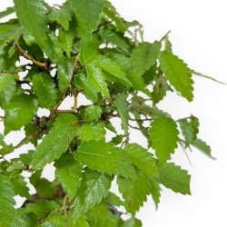 Zelkova Serrata - Olmo - 23 cm
