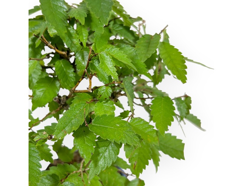 Zelkova Serrata - Orme - 23 cm