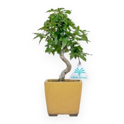 Acer Buergerianum - 25 cm