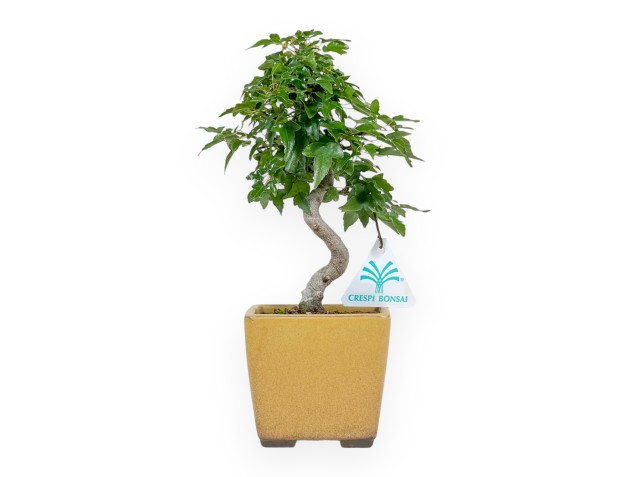Acer Buergerianum - Maple - 25 cm