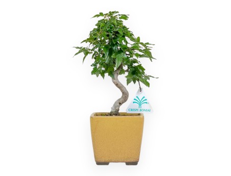 Acer Buergerianum - Maple - 25 cm