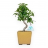 Acer Buergerianum - 25 cm