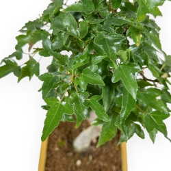 Acer Buergerianum - 25 cm