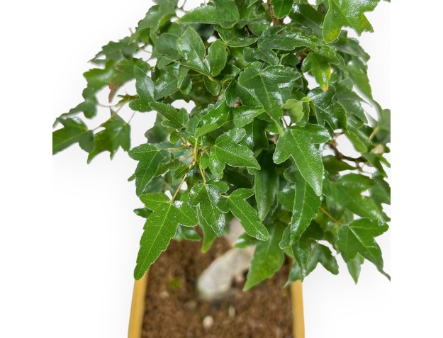 Acer Buergerianum - Maple - 25 cm 2