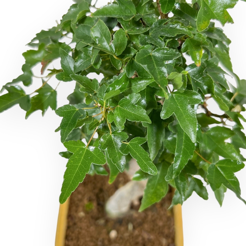 Acer Buergerianum - 25 cm