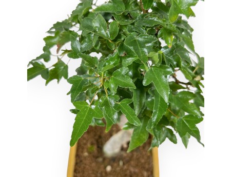 Acer Buergerianum - Érable - 25 cm