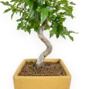 Acer Buergerianum - 25 cm