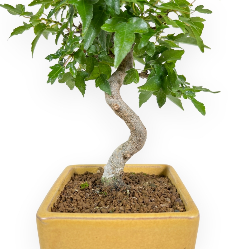 Acer Buergerianum - 25 cm