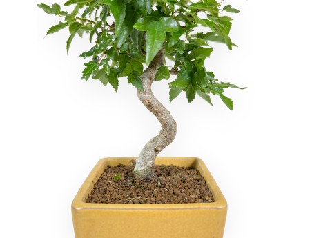 Acer Buergerianum - Acero - 25 cm