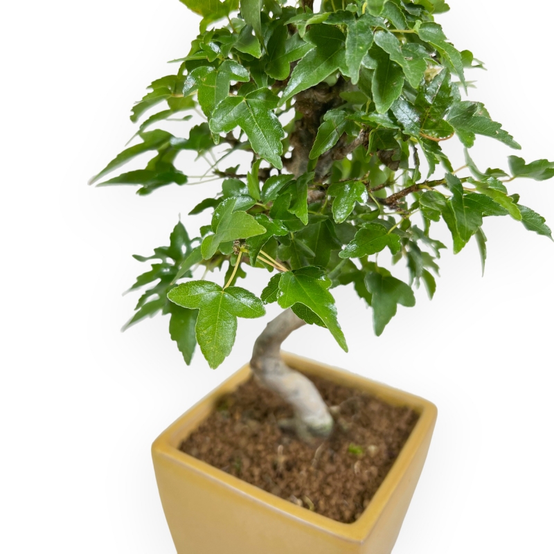 Acer Buergerianum - 25 cm