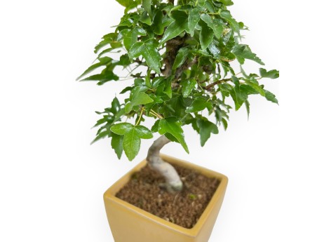 Acer Buergerianum - Acero - 25 cm