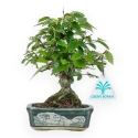 Zelkova Serrata - Orme - 18 cm