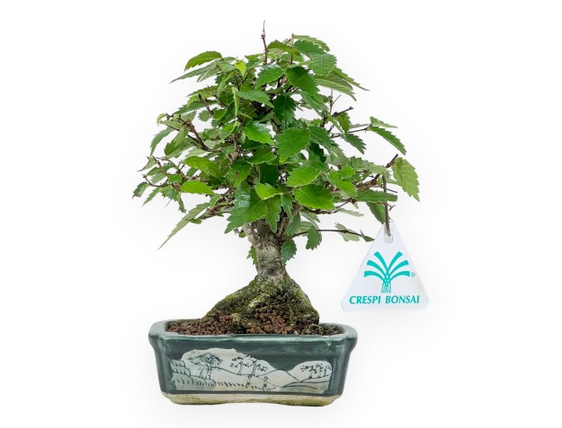 Zelkova Serrata - Orme - 18 cm