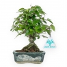 Zelkova Serrata - Olmo - 18 cm