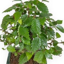 Zelkova Serrata - Olmo - 18 cm