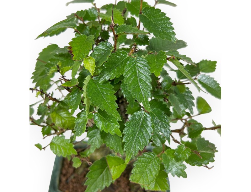 Zelkova Serrata - Orme - 18 cm