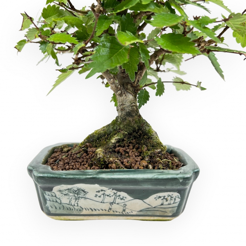 Zelkova Serrata - Elm - 18 cm