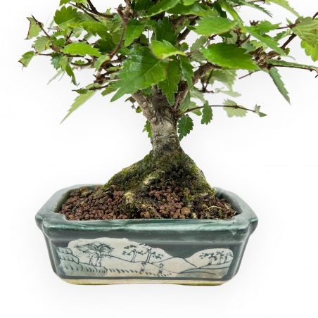 Zelkova Serrata - Olmo - 18 cm