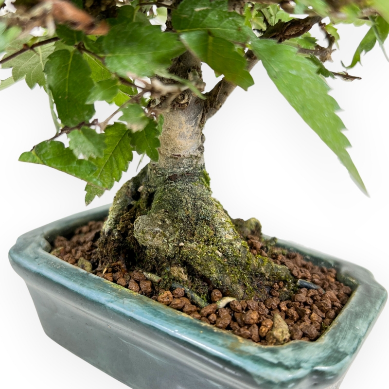 Zelkova Serrata - Olmo - 18 cm