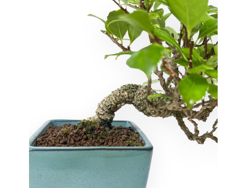 Celastrus Orbiculatus - Bourreau des Arbres - 21 cm