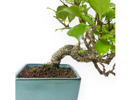 Celastrus Orbiculatus - claustro oriental agridulce - 21 cm