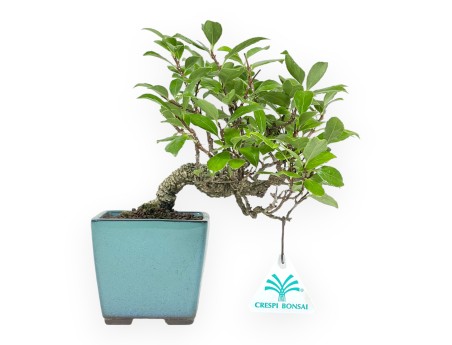 Celastrus Orbiculatus - claustro oriental agridulce - 21 cm