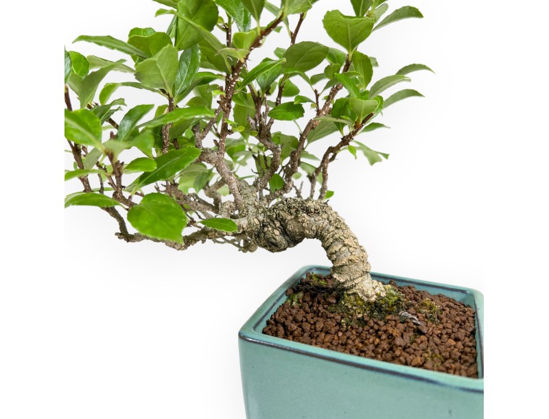 Celastrus Orbiculatus - Bourreau des Arbres - 21 cm