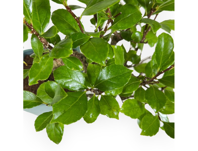 Celastrus Orbiculatus - Rundblättriger Baumwürger - 21 cm