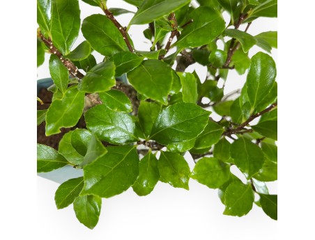 Celastrus Orbiculatus - Rundblättriger Baumwürger - 21 cm