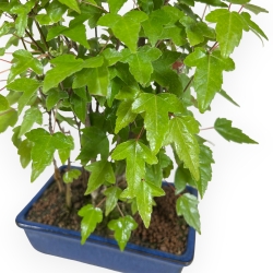 Acer Buergerianum - Acero - 28 cm