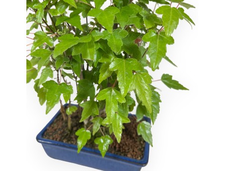 Acer buergerianum - Esdoorn - 28 cm