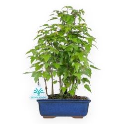 Acer Buergerianum - Acero - 28 cm