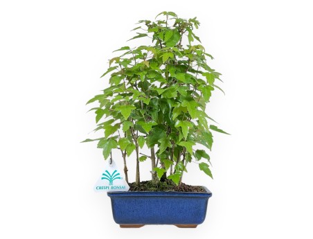 Acer Buergerianum - 28 cm