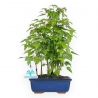 Acer Buergerianum - 28 cm