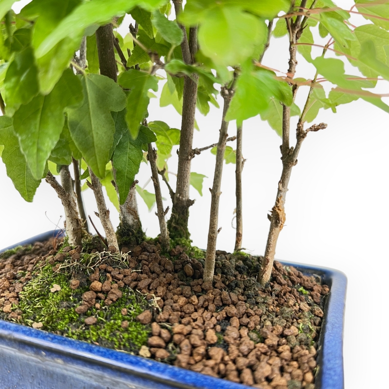 Acer Buergerianum - Acero - 28 cm