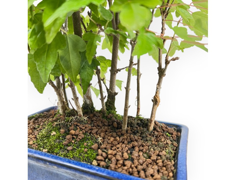 Acer buergerianum - Arce - 28 cm